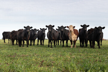 Wall Mural - Herd of cows