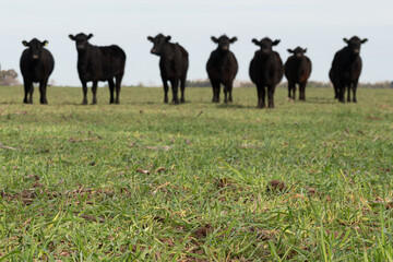 Wall Mural - Group of steers in the meadow