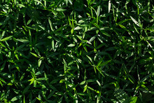 Natural Light Green Leaf Background
