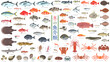 冬の魚介類のイラストセット。鮪、イセエビ、蟹、貝類など77種のイラスト。フラットなベクターイラストセット。 Illustration set of 77 winter seafood types including tuna, lobster, crab, shellfish, and more. Flat designed vector illustration set.