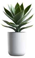 Green Plant In Pot Isolated On Transparent Background