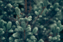Textured Background Of Christmas Tree Branches. Fluffy Pine Branch Close-up. Green Spruce. High Quality Photo