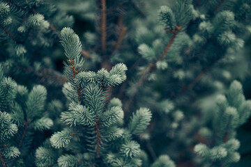 Textured background of Christmas tree branches. Fluffy pine branch close-up. Green spruce. High quality photo