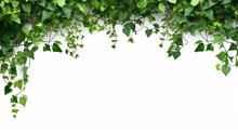 Green Vines Ivy Leaves Frame, Nature Green Plants Border In White Background 
