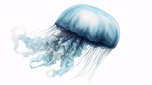 Illustration Of Jellyfish With Plain White Background