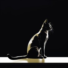  A Black And White Cat Sitting On A Window Sill Looking Up At Something In The Distance With A Black Background And A Black Background.  Generative Ai