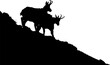 The Tatra Chamois, Rupicapra rupicapra tatrica. Dark silhouette of a chamois an a rocky cliff in a white background with a copy space vector image.