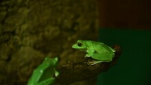 Small Green Chinese Flying Frog (rhaccophorus Dennysi Or Zhangixalus Dennysi) Sits On Wooden Branch. Soft Focus. Real Time Video. Exotic Pets Theme.