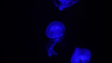 Blue Moon Jellyfishes (Aurelia Labiata) Swims In Black Sea Water. Soft Focus. Real Time Video. Beauty In Nature Theme.