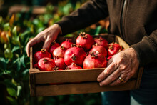 Hands Holding A Crate With Harvested Pomegranates