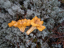 Golden Chanterelle Mushrooms On The Grey Lichen On The Ground In The Forest. Mushroom Picking. Food Harvesting