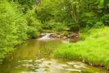 Fototapeta Niebo - Gęsty, liściasty, zielony las. Pomiędzy drzewami płynie rzeka tocząc brązową wodę. Brzegi porośnięte są trawą. Rzeka jest nieuregulowana.