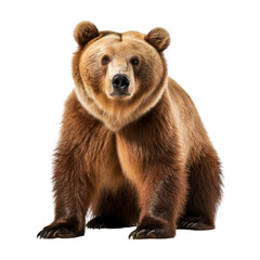 brown bear cub isolated on transparent background cutout