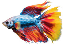 Vibrant Betta Fish On Transparent Background. Generative AI