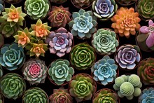 Collection Of Different Succulent Varieties From Overhead