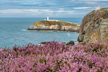 Views Around South Stack Lighthouse With The Heather Out