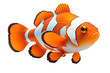 Clown fish isolated on transparent background. Generative Ai