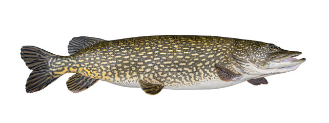 Wall Mural - Big fat pike fish isolated on white. Monster muskellunge fishing