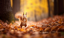 Cute Orange Squirrel.Autumn Scene With A Cute Red Squirrel. Sciurus Vulgaris. Europeasn Squirrel In In Colorful Orange And Yellow Fall Forest Copy Space
