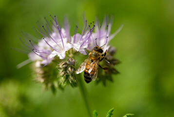 Wall Mural - a bee on a phacelia flower collects nectar, macro