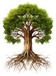 © RenZen - Tree With Root System Isolated on Transparent Background - Generative AI