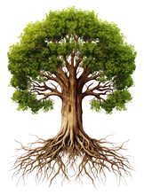 Tree With Root System Isolated On Transparent Background - Generative AI

