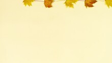 Four Yellow Autumn Maple Leaves On A Beige Background. Coming Of Fall Concept. Template For Text Or Design. Copy Of Space. Flat Lay. Stop Motion Animation.