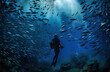diver underwater with schools of fish