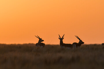 male blackbuck antelope in pampas plain environment, la pampa province, argentina
