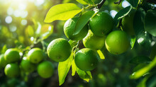 Green Organic Lime Citrus Fruit Hanging On Tree, Generative Ai