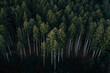 © Michael Schauer - trees in the forest from above