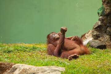 An orangutan or great ape or P. pygmaeus