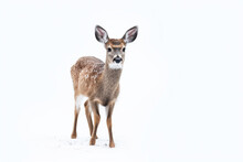A Roe Deer Isolated On White Background