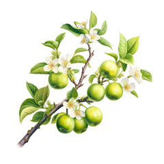 Botanical illustration, branch with small green apples and flowers in retro illustration style, PNG. Generative AI