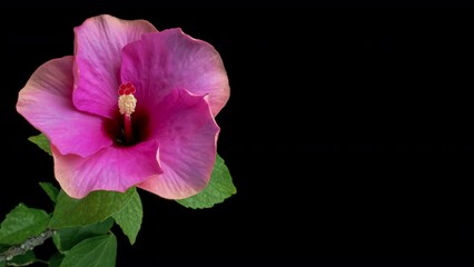 Wall Mural - Timelapse of the hibiscus flower blooming on a black background. Holiday, love, birthday design backdrop.