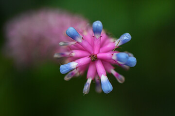 blue flower closeup