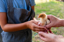 Child Holding A Baby Chicken In Hands On A Farm