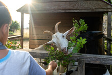 Boy feeding goat bay leaves on a farm