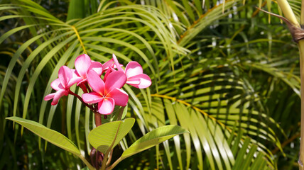 Wall Mural - Red frangipani flower or pink plumeria flower with nature background.