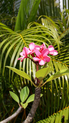 Wall Mural - Portrait of Red frangipani flower or pink plumeria flower with nature background.