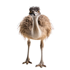 Wall Mural - ostrich isolated on white.