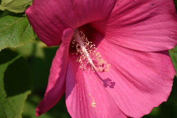 Wall Mural - Pink Hibiscus Flower