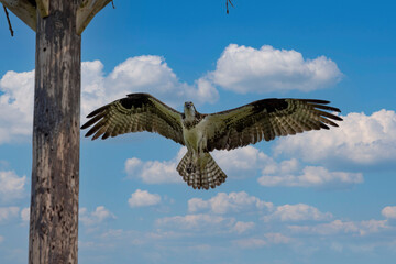 Wall Mural - The western osprey (Pandion haliaetus ), female  flies to the nest