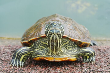 Poster - Baby Red Eared Slider Habitat| turtle|紅耳龜