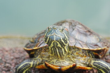 Poster - Baby Red Eared Slider Habitat| turtle|紅耳龜