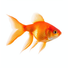 goldfish isolated on white