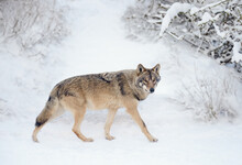 Walking Gray Wolf In The Snow In The Forest