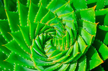 An Aloe Polyphylla Spiral Plant, Spiral Aloe, Kroonaalwyn, Lekhala Kharetsa, Evergreen Succulent Perennial. Detail Of The Centre Of A Green Succulent Plant. Succulent Aloe Polyphylla. A Green Spiral