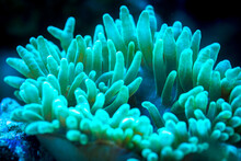 Green Bubble-tip Anemone In Underwater