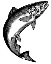 Salmon Fish On A White Illustration Vector